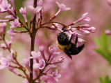Bumblebee Visiting Lilac Flowers, Jamaica Plain, Massachusetts, USA Photographic Print by Darlyne A. Murawski