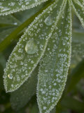 Early Morning Ice Forms on Lupine Plants in Meadow, Stanislaus National Forest Reserve, California Photographie par Phil Schermeister