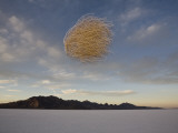 Tumbleweed in Mid Air over the Bonneville Salt Flats, Utah Photographic Print by John Burcham