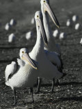 Group of Australian White Pelicans Patrolling a Beach at Sunset Photographic Print by Jason Edwards