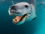 Close View of a Leopard Seal's Tooth-Filled Mouth, Antarctica Photographie par Paul Nicklen