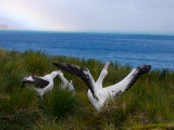 Wandering Albatross Males Try to Impress a Female with Displays Photographic Print by Paul Nicklen
