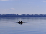 Bottlenose Dolphin, Tursiops Truncatus in Still Lake Wellington Photographic Print by Jason Edwards