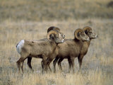 Four Bighorn Rams in Grassland, Augusta, Montana Lámina fotográfica por Joel Sartore
