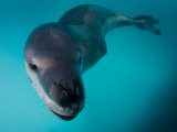 Leopard Seal Swimming in a Sea of Blue, Antarctica Photographic Print by Paul Nicklen