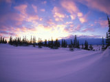 Flag Trees Amid Snow Patterns, Churchill, Manitoba, Canada Photographic Print by Nick Norman