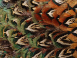 Close-Up of Pheasant Feathers, Medicine Rocks, Montana Photographie par Darlyne A. Murawski