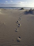Human Foot Prints Cross a Sand Dune on a Remote Beach Photographic Print by Jason Edwards