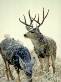 Mule Deer Buck Watches over His Doe, Yellowstone National Park, Wyoming Photographic Print by Michael S. Quinton