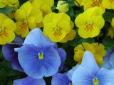 Pansy Flowers in a Garden, Belmont, Massachusetts, USA Photographic Print by Darlyne A. Murawski