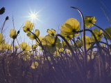 Arctic Poppies Against the Midnight Sun, Arctic Bay, Nunavut, Canada Photographic Print by Nick Norman