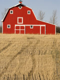 Wheat Fields and a Red Barn, Saskatchewan, Canada Lámina fotográfica por Pete Ryan Wheat Fields and a Red Barn, Saskatchewan, Canada Lámina fotográfica por Pete Ryan
