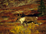 Bull Caribou Migrate to Rutting Leks, Denali National Park, Alaska Photographic Print by Michael S. Quinton