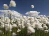 Cotton Grass Seed Heads Whip in the Wind, Paxon Alaska Photographic Print by Michael S. Quinton