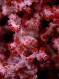 Pygmy Sea Horse Camouflaged in the Branches of a Coral, Sulawesi, Indonesia Photographie par Paul Sutherland