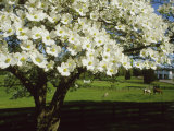 Dogwood+tree+blossoms