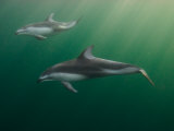 Two Pacific White-Sided Dolphins Swimming, Vancouver Island, British Columbia, Canada Photographic Print by Paul Nicklen