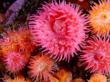 Proliferating Anemone, Epiactis Prolifera, Climbing Kelp Stalks Lámina fotográfica por Paul Nicklen Proliferating Anemone, Epiactis Prolifera, Climbing Kelp Stalks Lámina fotográfica por Paul Nicklen