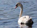 Mute Swan Swimming, an Invasive Species in USA, Arlington, Massachusetts, USA Photographic Print by Darlyne A. Murawski