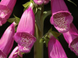 Close-Up of Foxglove Flowers, Quinault Rain Forest, Olympic Peninsula, Washington Lámina fotográfica por Darlyne A. Murawski