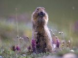 Arctic Ground Squirrel Watches for Danger as it Feeds on Seeds, Denali National Park, Alaska Lámina fotográfica por Michael S. Quinton