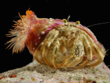 Anemone Hermit Crab, Crabs Place Anemones on the Shell for Protection Photographic Print by Darlyne A. Murawski