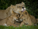 Lioness and Two Cubs Resting and Grooming in the Shade, Duba Plains, Okavango Delta, Botswana Photographie par Beverly Joubert