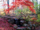 Japanese Maple Tree with Red Leaves in the Fall, Next to a Waterfall, New York Photographie par Darlyne A. Murawski