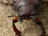 Close-Up of a Giant Stag Beetle Female, Belmont, Massachusetts, USA Photographic Print by Darlyne A. Murawski