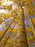 Looking Up at Towering Aspen Trees in Autumn Hues Photographie par Ralph Lee Hopkins