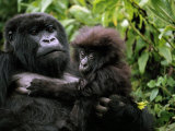 Female Mountain Gorilla and Her Child, Rwanda Impressão fotográfica por Michael Nichols Female Mountain Gorilla and Her Child, Rwanda Impressão fotográfica por Michael Nichols
