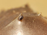 Close-Up of the Multi-Faceted, Compound Eye of a Horseshoe Crab Reprodukcja zdjęcia autor Darlyne A. Murawski