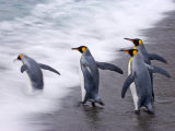 King Penguins Entering the Surf on a Beach, Gold Harbor, South Georgia Island, Antarctica Photographic Print by Paul Nicklen