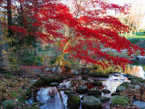 Japanese Maple with Colorful, Red Foliage at a Stream's Edge, New York Photographic Print by Darlyne A. Murawski