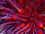 Close-Up of Red Sea Urchin, a Favorite Food of the Sea Otter Fotoprint van Paul Nicklen Close-Up of Red Sea Urchin, a Favorite Food of the Sea Otter Fotoprint van Paul Nicklen