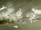 Ice Crystals on Grass, Slana, Alaska Photographie par Michael S. Quinton