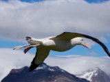 Wandering Albatross, Longest Wingspan in the World, in Flight, South Georgia Island, Antarctica Photographie par Paul Nicklen