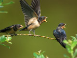 Three Barn Swallow Fledglings Begging for a Meal, Arlington, Massachusetts, USA Photographie par Darlyne A. Murawski