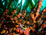 Proliferating Anemone, Epiactis Prolifera, Climbing Kelp Stalks Lámina fotográfica por Paul Nicklen Proliferating Anemone, Epiactis Prolifera, Climbing Kelp Stalks Lámina fotográfica por Paul Nicklen