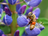 Bee Visiting a Lupine Flower in the Springtime, Arlington, Massachusetts, USA Photographic Print by Darlyne A. Murawski