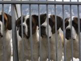 St. Bernards are a Tourist Attraction at a Foundation for their Care, Martigny, Switzerland Lámina fotográfica por Melissa Farlow