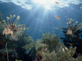 Reef Scenic with Common Lionfish and Other Fish, Crinoids, and Coral, Sulawesi, Indonesia Photographic Print by Paul Sutherland