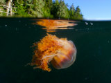 Lion's Mane Jellyfish Swimming, Vancouver Island, British Columbia, Canada Lámina fotográfica por Paul Nicklen