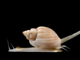 White Snail, Family Nassariidae, Crawling on its Strong Muscular Foot Photographic Print by Darlyne A. Murawski