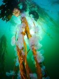 Group of Hooded Nudibranchs, Melibe Leonina Photographie par Paul Nicklen