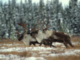 Trio of Caribou Bulls Migrate, St. Elias National Park, Alaska Photographie par Michael S. Quinton