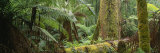 Mosses Cover the Trunks of a Forest of Mountain Eucalyptus Trees Photographic Print by Bill Hatcher