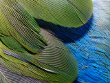 Detailed View of the Texture of the Feathers of a Red-Winged Parrot Photographic Print by Jason Edwards