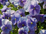 Pansy Flowers in a Garden, Belmont, Massachusetts, USA Photographic Print by Darlyne A. Murawski