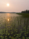 Sun and Reflection in a Lake with Grasses, Alaska Photographic Print by David Edwards